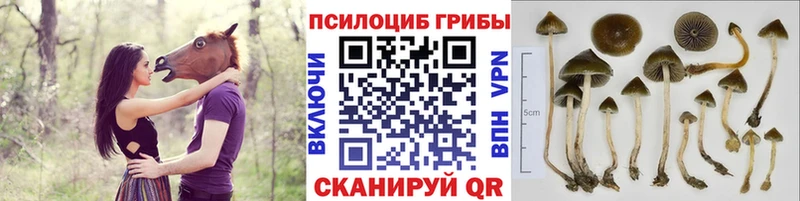 Галлюциногенные грибы прущие грибы  Козьмодемьянск 
